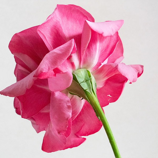 品種名COMING SOON